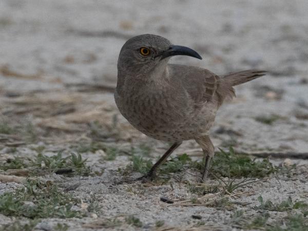 <h3><a href="/trips/Tucson_2023/biota/animalia/chordata/aves/040 passeriformes/104 mimidae/toxostoma curvirostre/toxostoma curvirostre-nl.html">Toxostoma&nbsp;curvirostre</a> / Curve‑billed&nbsp;thrasher / Krombekspotlijster</h3>OM-1 met M.300mm F4.0 + MC-14, 1/2500 sec  bij F5.6, ISO 3200, afstand 12.1&nbsp;m